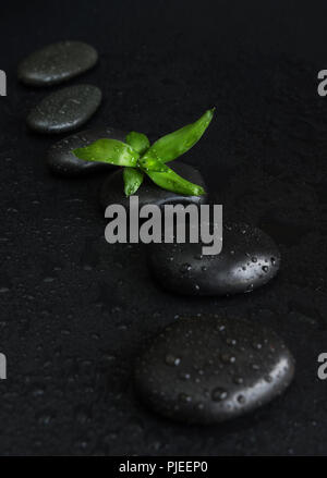 Spa concept with black basalt massage stones arranged chain and green bamboo sprout covered with water drops on a black background Stock Photo