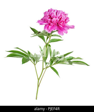 Single pink peony flower isolated on a white background