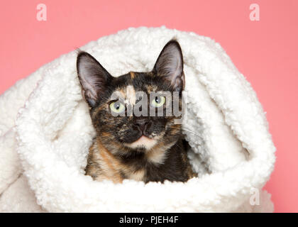 Portrait of an adorable tortie tabby kitten peaking out of a sheepskin blanket looking directly at viewer, pink background. Stock Photo