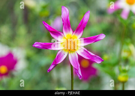 A Dahlia 'Honka Rose' Stock Photo