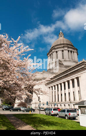 ; Washington State Capitol; Cherry Blossoms; Olympia, Washington. Stock Photo