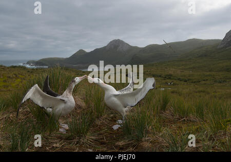 A pair of young wandering albatrosses (Diomedia exulans) displaying in Wanderer Valley, Bird Island, South Georgia, sub-Antarctic Stock Photo