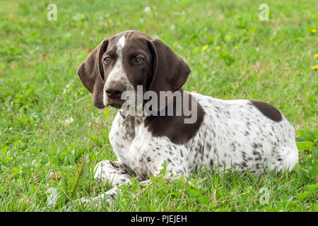 German Shorthaired Pointer, German kurtshaar one spotted puppy lying on green grass, looks attention to the side, intelligent look and beautiful dog, Stock Photo