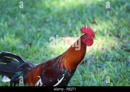 Rooster with red comb, wattle and multi colored feathers Stock Photo