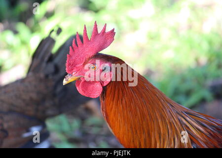 Rooster with red comb, wattle and multi colored feathers Stock Photo