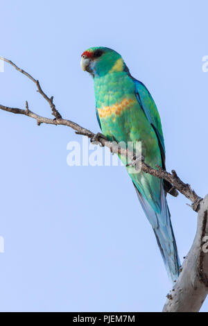 Australian Ringneck (Barnardius zonarius) race 'barnardi'. AKA Mallee Ringneck Stock Photo