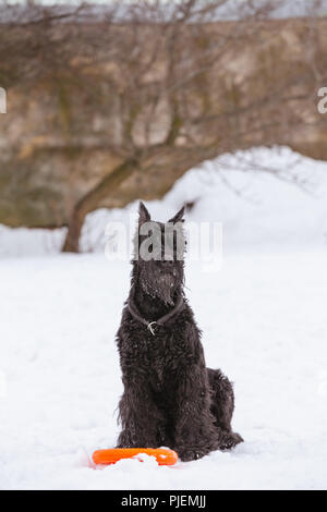 Dog black big thoroughbred Riesenschnauzer in winter on snow Stock Photo