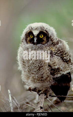 Juvenile long-eared owl (Asio otus) in the Morley Nelson Birds of Prey National Conservation Area in SW Idaho