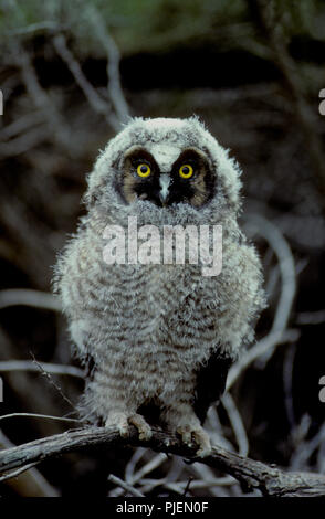 Juvenile long-eared owl (Asio otus) in the Morley Nelson Birds of Prey National Conservation Area in SW Idaho