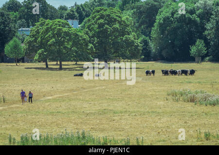 London, England -  July 2018 : People walking on a path through the field near Richmond Park Stock Photo