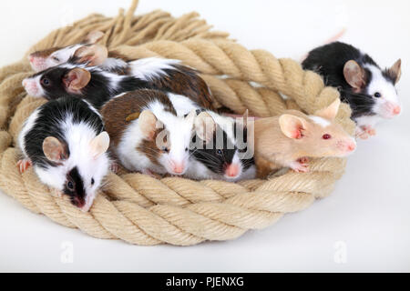 Colour mouse, mush musculus, snuggle up in the rope, Farbmaus, Mus musculus, kuscheln sich im Tau Stock Photo