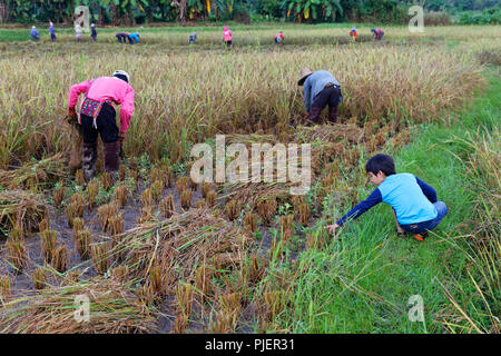 Traditional Harvesting of Rice (Rice Berry) by Hand, Chiang Rai, Northern Thailand Stock Photo