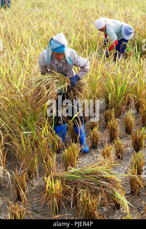 Traditional Harvesting of Rice (Rice Berry) by Hand, Chiang Rai, Northern Thailand Stock Photo