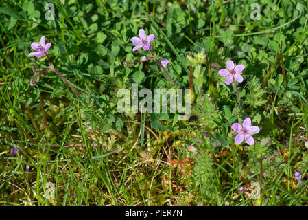 Common storksbill seed Erodium cicutarium Spain Stock Photo - Alamy