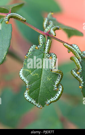 Large rose sawfly, Archips pagana, larvae feeding on ornamental rose leaves in summer, Berkshire, September Stock Photo