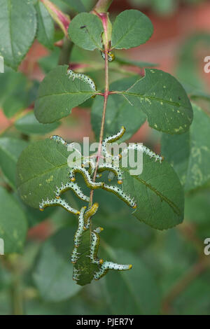 Large rose sawfly, Archips pagana, larvae feeding on ornamental rose leaves in summer, Berkshire, September Stock Photo