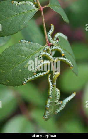 Large rose sawfly, Archips pagana, larvae feeding on ornamental rose leaves in summer, Berkshire, September Stock Photo