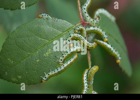 Large rose sawfly, Archips pagana, larvae feeding on ornamental rose leaves in summer, Berkshire, September Stock Photo