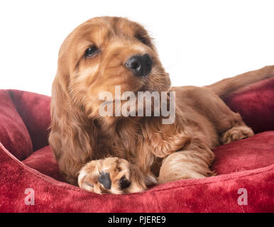 puppy cocker spaniel in front of white background Stock Photo