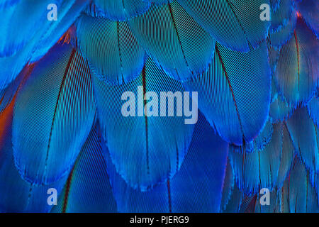 Blue parrot feathers, macro shot Stock Photo