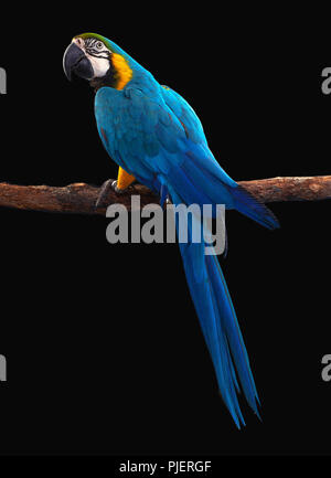 Macaw Parrot isolated on black background Stock Photo