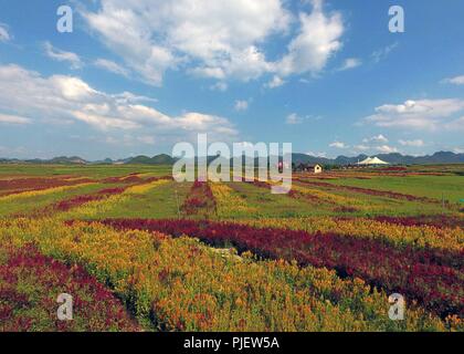 Luoping. 5th Sep, 2018. Aerial photo taken on Sept. 5, 2018 shows the colorful flower field in Luoping County, southwest China's Yunnan Province. Colorful flower fields of 200 hectares are created by the local government in Luoping County to boost tourism development. Credit: Yang Zongyou/Xinhua/Alamy Live News Stock Photo