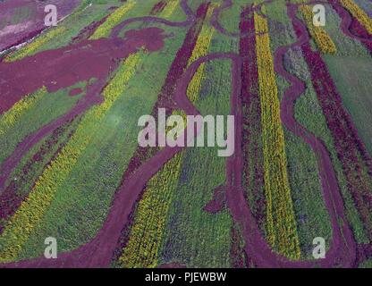 Luoping. 5th Sep, 2018. Aerial photo taken on Sept. 5, 2018 shows the colorful flower field in Luoping County, southwest China's Yunnan Province. Colorful flower fields of 200 hectares are created by the local government in Luoping County to boost tourism development. Credit: Yang Zongyou/Xinhua/Alamy Live News Stock Photo