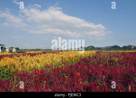 Luoping. 5th Sep, 2018. Photo taken on Sept. 5, 2018 shows the colorful flower field in Luoping County, southwest China's Yunnan Province. Colorful flower fields of 200 hectares are created by the local government in Luoping County to boost tourism development. Credit: Yang Zongyou/Xinhua/Alamy Live News Stock Photo