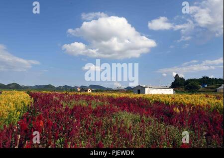 Luoping. 5th Sep, 2018. Photo taken on Sept. 5, 2018 shows the colorful flower field in Luoping County, southwest China's Yunnan Province. Colorful flower fields of 200 hectares are created by the local government in Luoping County to boost tourism development. Credit: Yang Zongyou/Xinhua/Alamy Live News Stock Photo