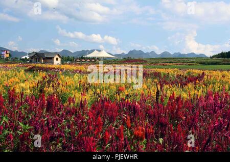 Luoping. 5th Sep, 2018. Photo taken on Sept. 5, 2018 shows the colorful flower field in Luoping County, southwest China's Yunnan Province. Colorful flower fields of 200 hectares are created by the local government in Luoping County to boost tourism development. Credit: Yang Zongyou/Xinhua/Alamy Live News Stock Photo