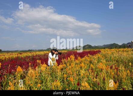 Luoping, China's Yunnan Province. 5th Sep, 2018. A tourist takes photos amidst colorful flowers in Luoping County, southwest China's Yunnan Province, Sept. 5, 2018. Colorful flower fields of 200 hectares are created by the local government in Luoping County to boost tourism development. Credit: Yang Zongyou/Xinhua/Alamy Live News Stock Photo