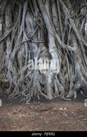 Buddha Head statue trapped in roots of Bodhi Tree at Wat Mahathat. Ayutthaya historical park in Thailand. Stock Photo