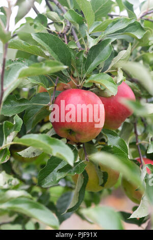 Malus domestica. Apple ‘Crimson crisp’ on the tree Stock Photo