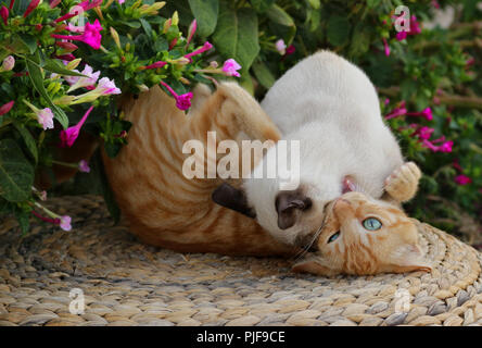 two cats fighting, ginger and seal point Stock Photo