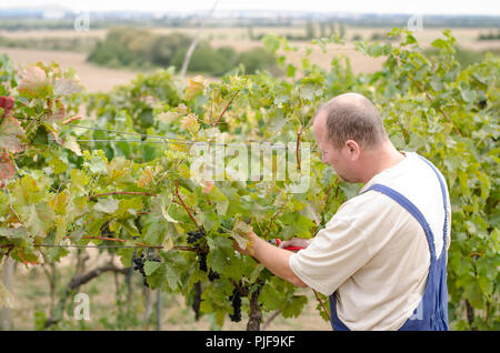 farmers cutting healthy ripe grape in vineyard Stock Photo