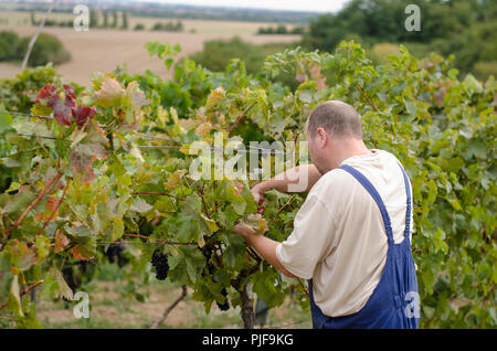 farmers cutting healthy ripe grape in vineyard Stock Photo