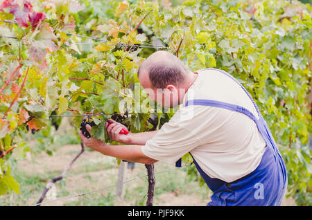 farmers cutting healthy ripe grape in vineyard Stock Photo