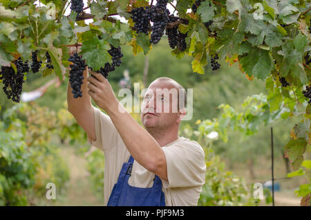 farmers cutting healthy ripe grape in vineyard Stock Photo