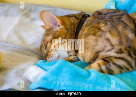 Close up view of adult female Bengal cat sleeping peacefully on bed Stock Photo