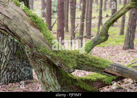 old fallen tree covered with moss in forest Stock Photo