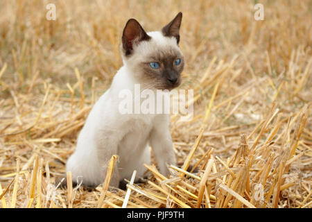 CAT. Kitten sitting in straw Stock Photo - Alamy