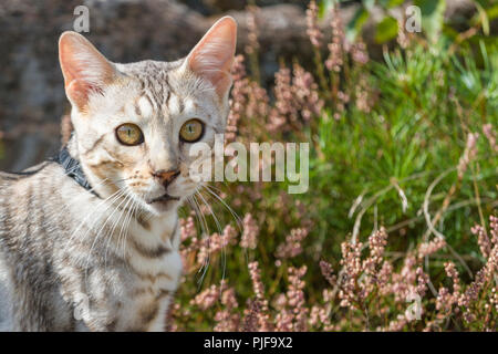 Beautiful male silver Bengal cat kitten portrait outdoors Stock Photo