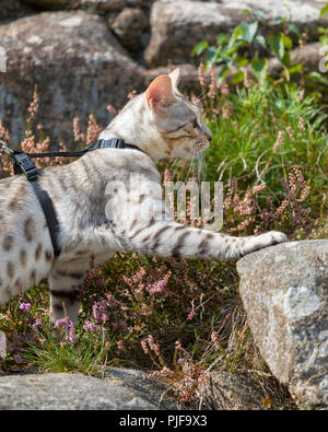 Side view of beautiful male silver Bengal cat kitten exploring rocks outdoors Stock Photo