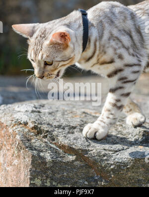 Beautiful male silver Bengal cat kitten portrait outdoors Stock Photo