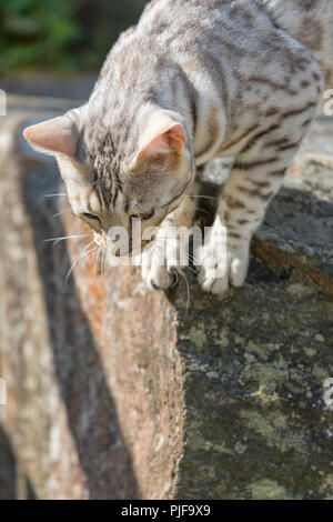 Beautiful male silver Bengal cat kitten portrait outdoors Stock Photo