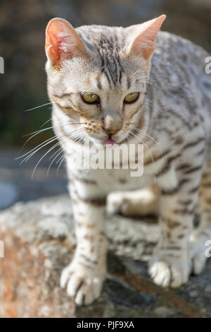 Beautiful male silver Bengal cat kitten portrait outdoors Stock Photo