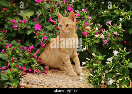 ginger cat Stock Photo