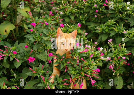 ginger cat Stock Photo