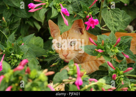 ginger cat Stock Photo