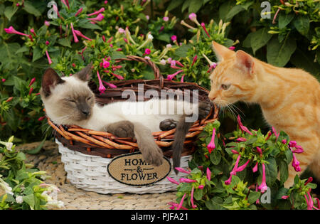 sleeping thai cat and a ginger cat Stock Photo